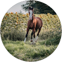 M Wolf profile picture